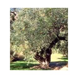 Msa Olea Europea 50 Ml