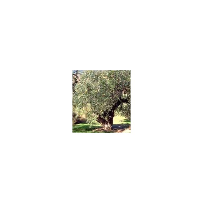 Msa Olea Europea 50 Ml Msa Olea Europea 50 Ml