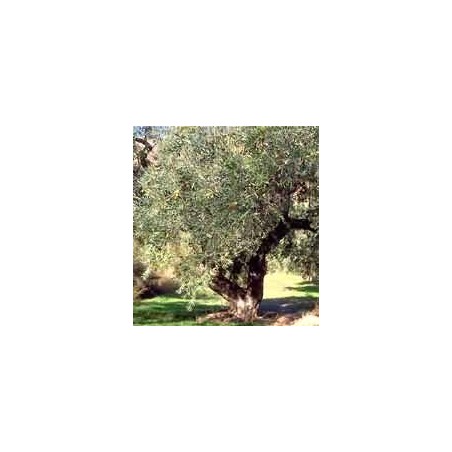 Msa Olea Europea 50 Ml Msa Olea Europea 50 Ml