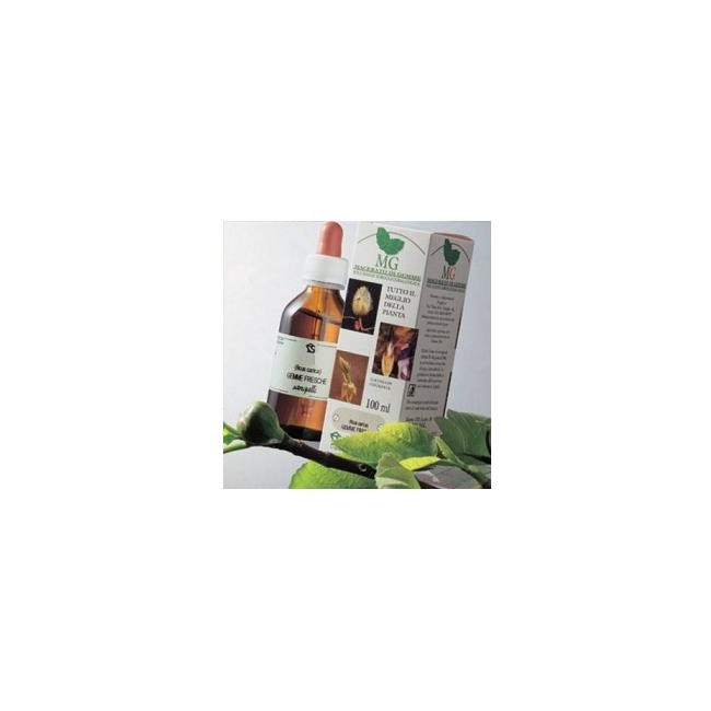 BETULLA MACERATO GLICERICO 100 ML BETULLA MACERATO GLICERICO 100 ML