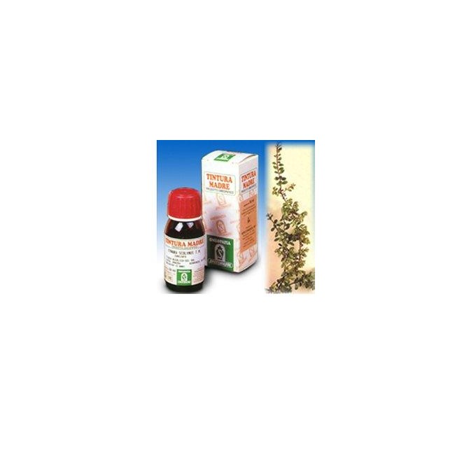 UVA URSINA 30 50ML TM UVA URSINA 30 50ML TM