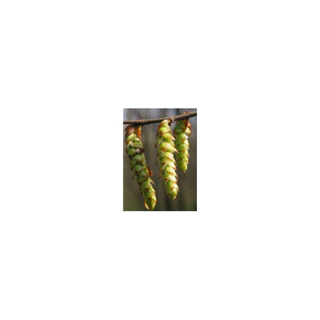MSA CARPINUS BETULUS 50 ML MSA CARPINUS BETULUS 50 ML