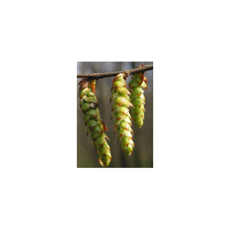 MSA CARPINUS BETULUS 50 ML MSA CARPINUS BETULUS 50 ML