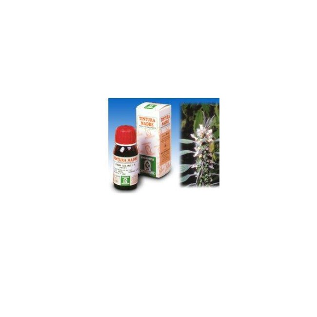 CARDIACA 16 50ML TM CARDIACA 16 50ML TM