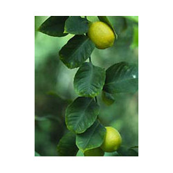 Msa Citrus Limonum 50 Ml