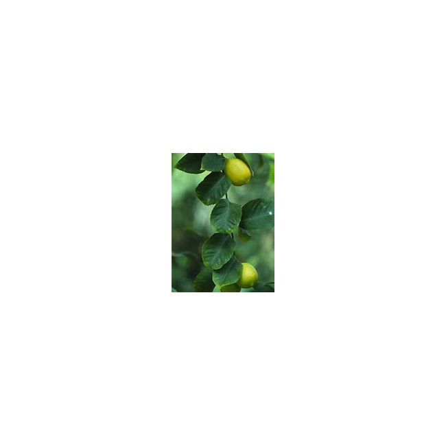 Msa Citrus Limonum 50 Ml Msa Citrus Limonum 50 Ml