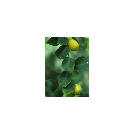 Msa Citrus Limonum 50 Ml Msa Citrus Limonum 50 Ml