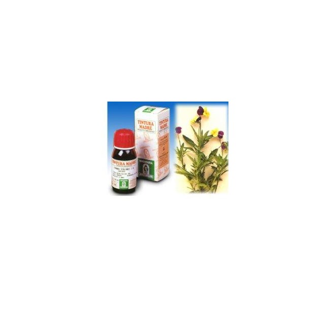 VIOLA DEL PENSIERO 32 50ML TM VIOLA DEL PENSIERO 32 50ML TM