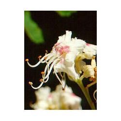 MSA AESCULUS HIPPOCA 50 ML