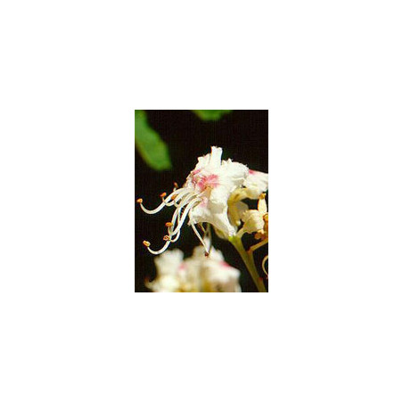 MSA AESCULUS HIPPOCA 50 ML MSA AESCULUS HIPPOCA 50 ML
