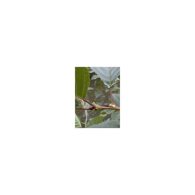 Msa Alnus Glutinosa 50 Ml Msa Alnus Glutinosa 50 Ml