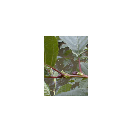 Msa Alnus Glutinosa 50 Ml Msa Alnus Glutinosa 50 Ml