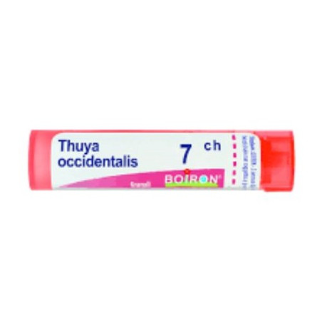 THUYA OCCIDENT 7CH GLOBULI THUYA OCCIDENT 7CH GLOBULI