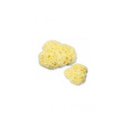SPUGNA NATURALE MARE 2 MEDIA