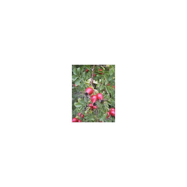 MSA ROSA CANINA 50 ML MSA ROSA CANINA 50 ML