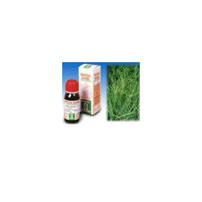 GRAMIGNA 37 50ML TM GRAMIGNA 37 50ML TM