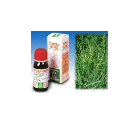 GRAMIGNA 37 50ML TM