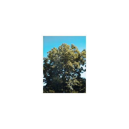 MSA FRAXINUS EXCELSIOR 50 ML MSA FRAXINUS EXCELSIOR 50 ML