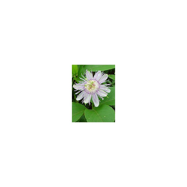 TSA PASSIFLORA INCARNATA 50 ML TSA PASSIFLORA INCARNATA 50 ML
