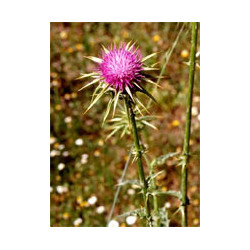 TSA SYLIBUM MARIANUM 50 ML