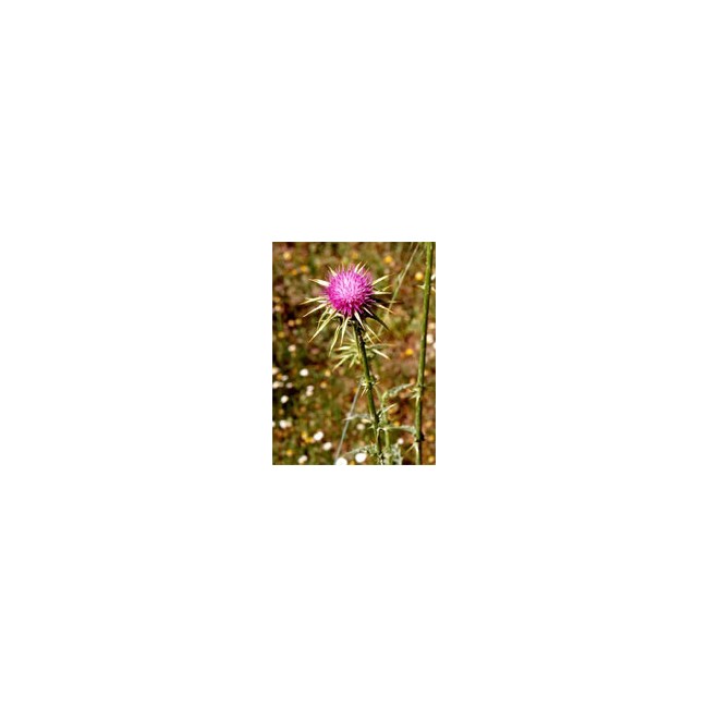TSA SYLIBUM MARIANUM 50 ML TSA SYLIBUM MARIANUM 50 ML