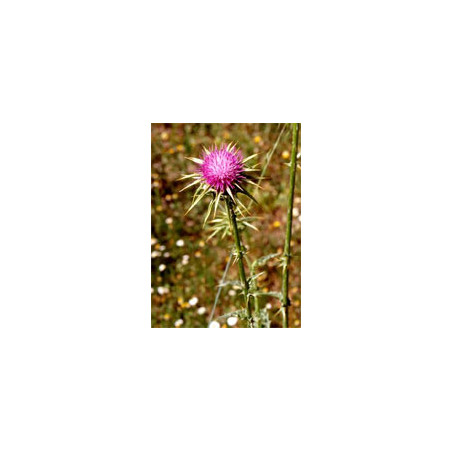 TSA SYLIBUM MARIANUM 50 ML TSA SYLIBUM MARIANUM 50 ML