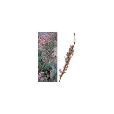 MSA TAMARIX GALLICA 50 ML MSA TAMARIX GALLICA 50 ML