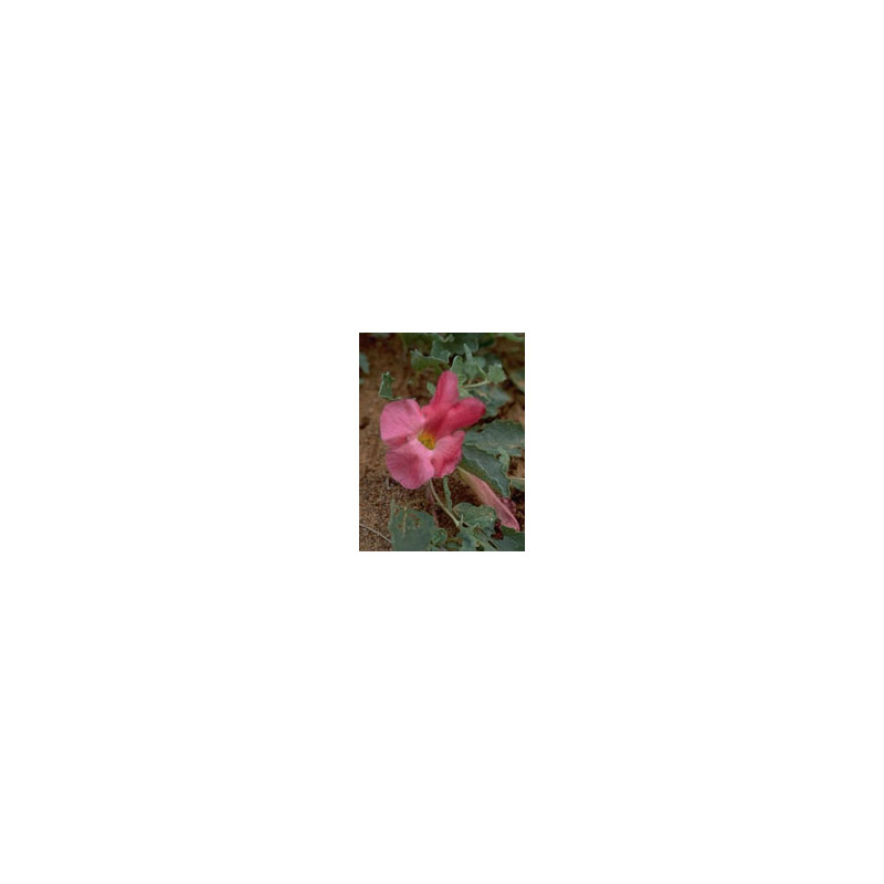 TSA HARPAGOPHYTUM 50 ML TSA HARPAGOPHYTUM 50 ML