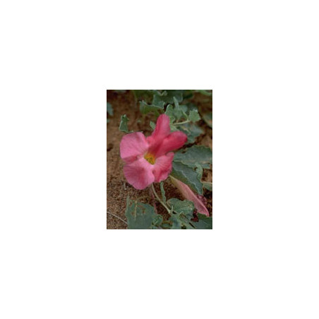 TSA HARPAGOPHYTUM 50 ML TSA HARPAGOPHYTUM 50 ML