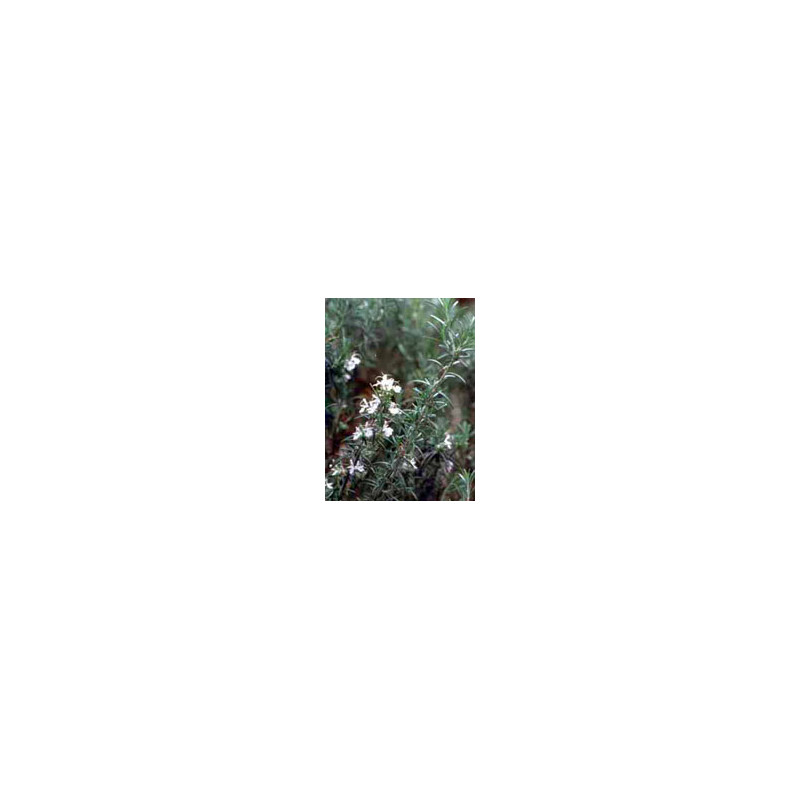 MSA ROSMARINUS OFFIC 50 ML MSA ROSMARINUS OFFIC 50 ML