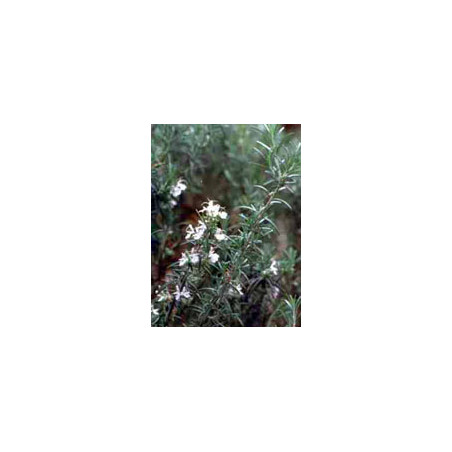 MSA ROSMARINUS OFFIC 50 ML MSA ROSMARINUS OFFIC 50 ML