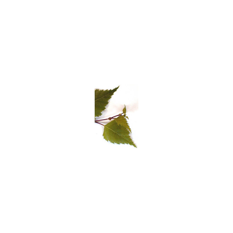 MSA BETULA VERRUCOSA 50 ML MSA BETULA VERRUCOSA 50 ML