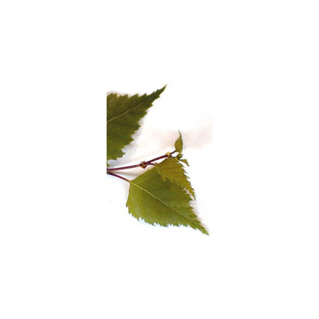 MSA BETULA VERRUCOSA 50 ML MSA BETULA VERRUCOSA 50 ML