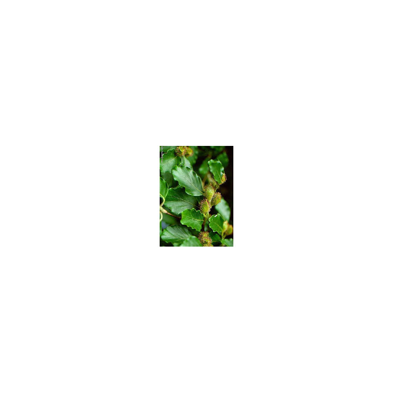 MSA FAGUS SYLVATICA 50 ML MSA FAGUS SYLVATICA 50 ML