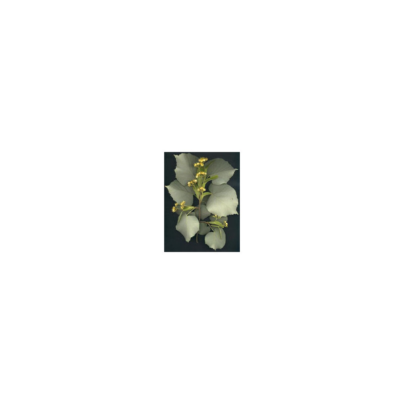 Msa Tilia Tomentosa 50 Ml Msa Tilia Tomentosa 50 Ml