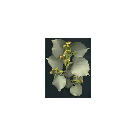 Msa Tilia Tomentosa 50 Ml Msa Tilia Tomentosa 50 Ml