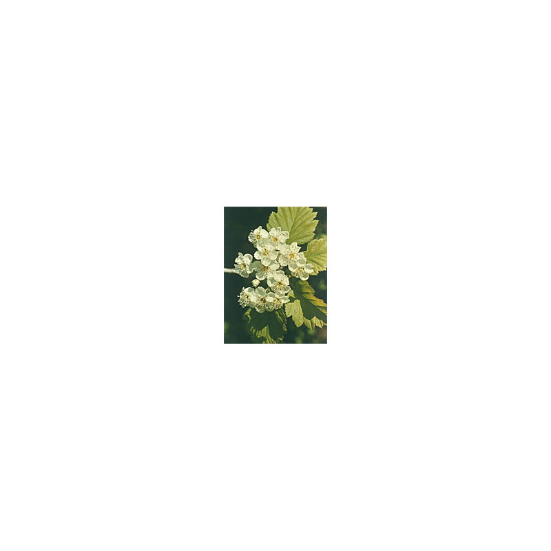 MSA CRATAEGUS OXYACA 50 ML MSA CRATAEGUS OXYACA 50 ML