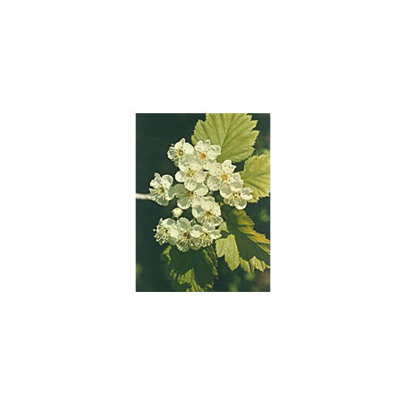 MSA CRATAEGUS OXYACA 50 ML MSA CRATAEGUS OXYACA 50 ML