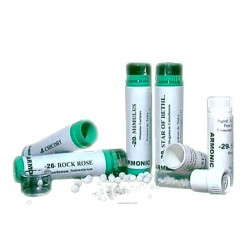 Armonic 36 Wild Oat 70 G