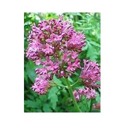 Herboplanet Tintura Spagirico Alchemica Di Valeriana Officinalis 50 Ml
