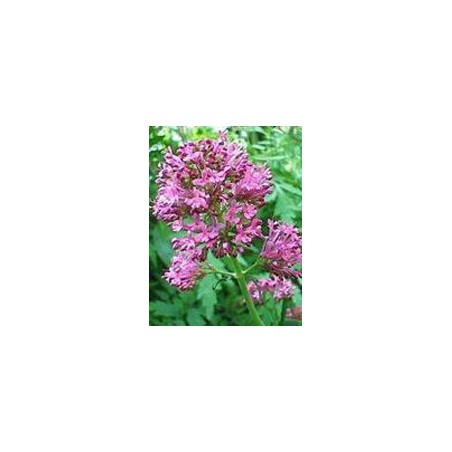 Herboplanet Tintura Spagirico Alchemica Di Valeriana Officinalis 50 Ml Herboplanet Tintura Spagirico Alchemica Di Valeriana Officinalis 50 Ml