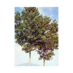 Msa Populus Nigra 50 Ml