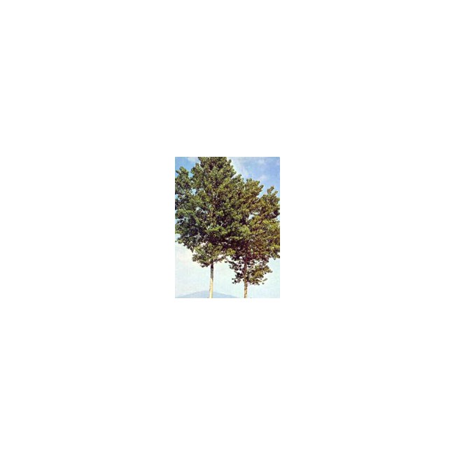 Msa Populus Nigra 50 Ml Msa Populus Nigra 50 Ml