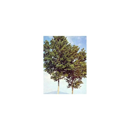 Msa Populus Nigra 50 Ml Msa Populus Nigra 50 Ml