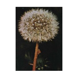 Tsa Taraxacun Officinalis 50 Ml