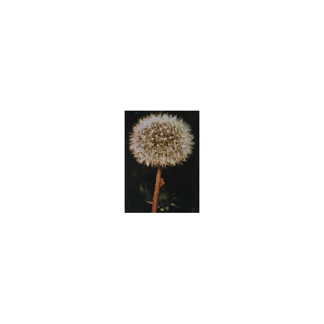 Tsa Taraxacun Officinalis 50 Ml
