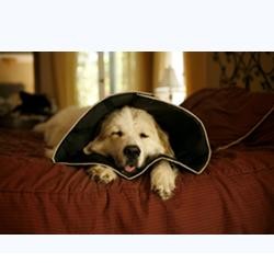 Comfy Cone Collare Elisabettiano Innovativo L Diametro 25 Cm