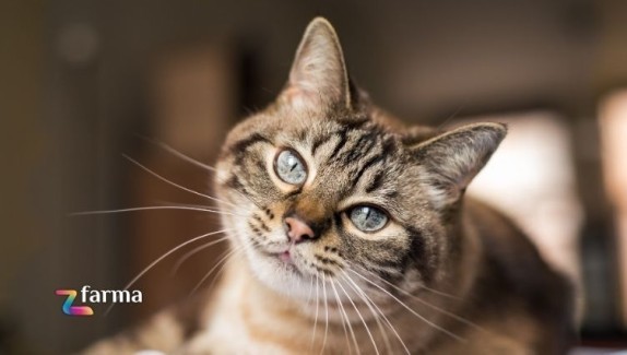 Quando sono utili gli integratori per gatti e quali scegliere