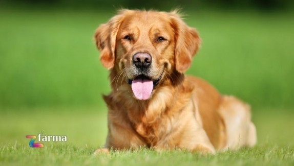 Quando dare gli integratori al cane e quali scegliere