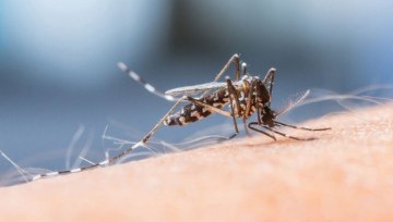Zanzare e malaria: come proteggersi?